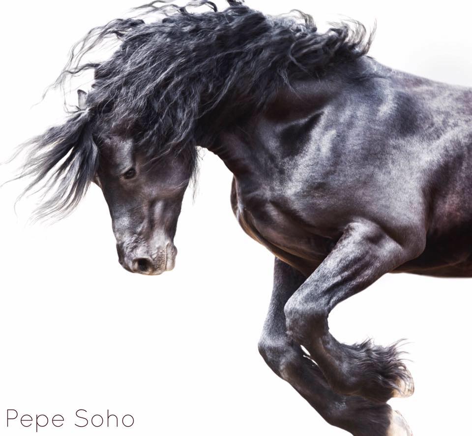 caballo-pepe-soho.jpg