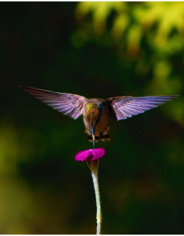 leyenda del colibri 5-min