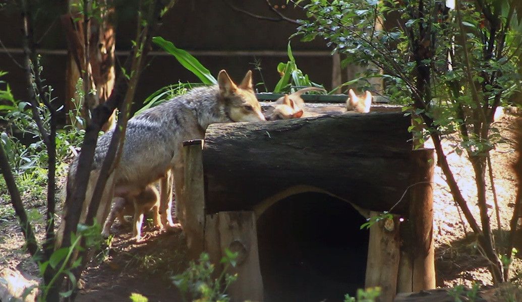 Nacimiento de 7 crías del extinto lobo mexicano