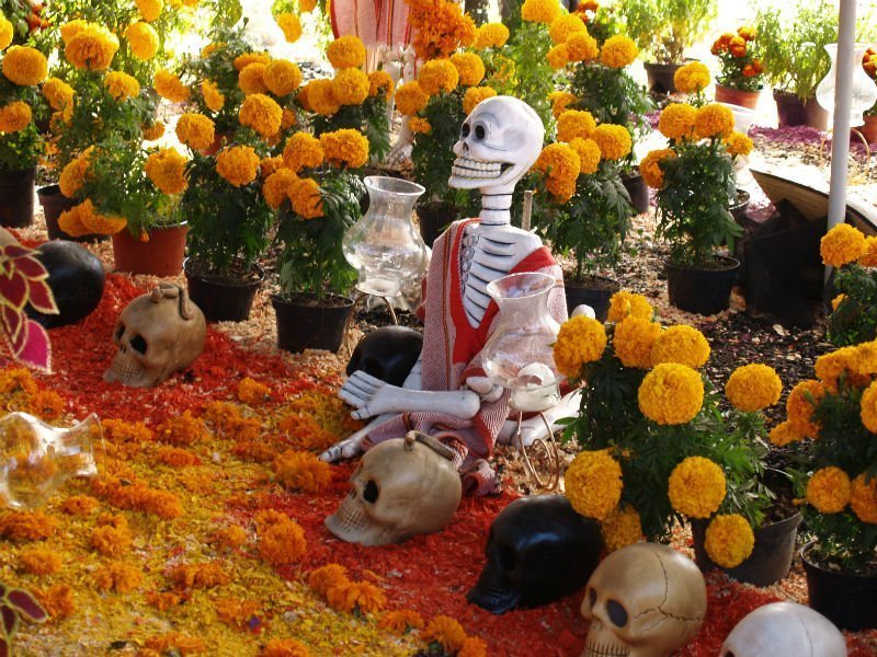 Cempasúchil, la maravillosa flor y símbolo del Día de Muertos