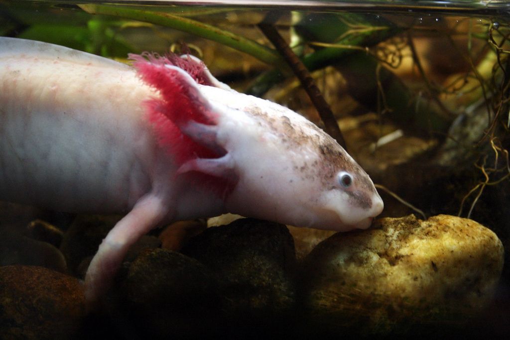 Ajolote, el anfibio que logra su regeneración por su extraordinario genoma