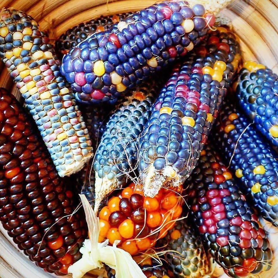 maíz antojitos mexicanos