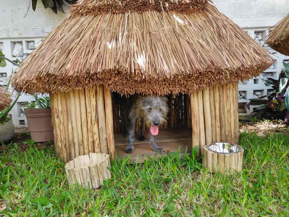 casas mayas para perros 3