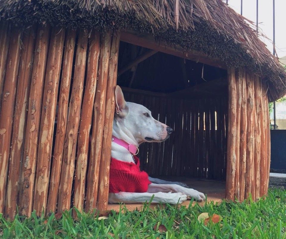 casas mayas para perros 6