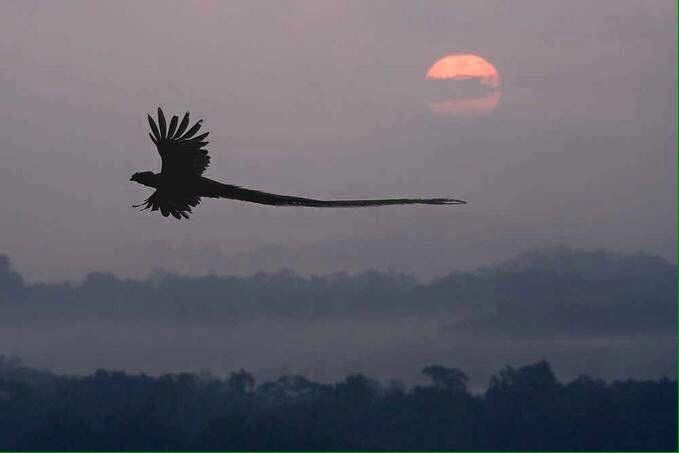 quetzal volando fotos-min