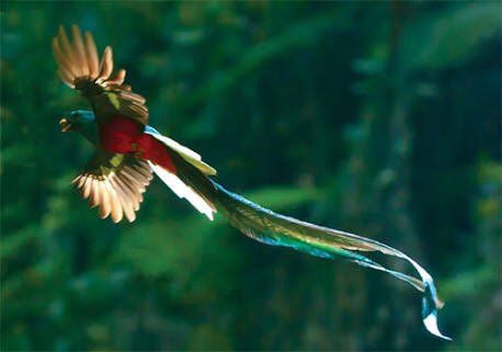 quetzal volando maya-min