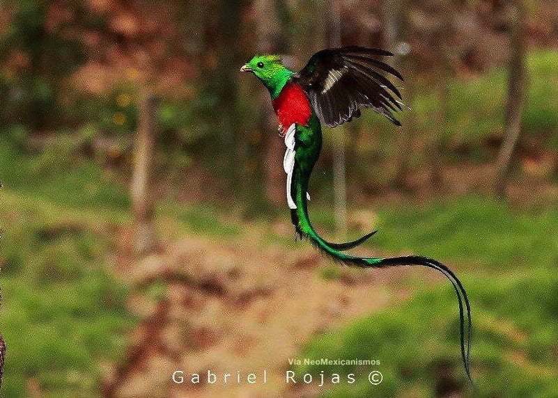 quetzal volando mexico