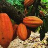 Leyenda del Cacao y sorprendentes datos curiosos